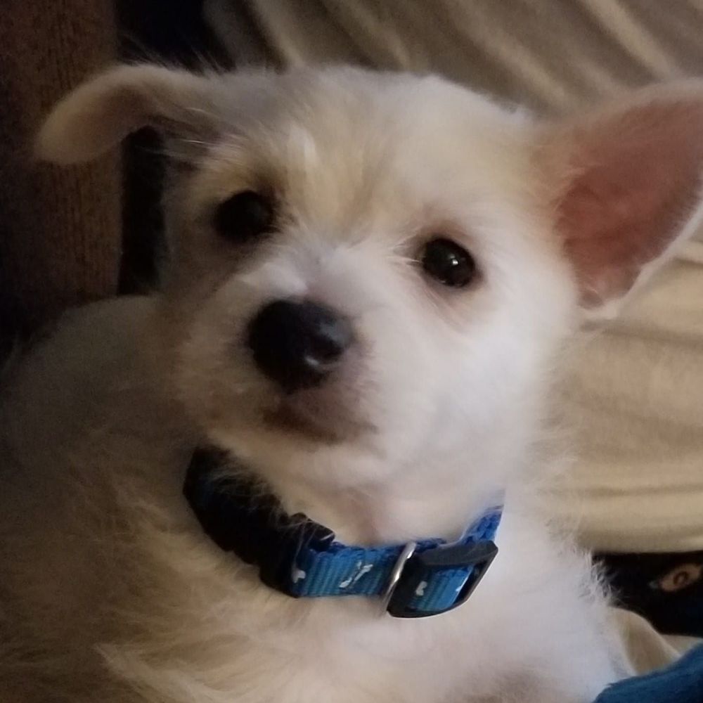 Meet your Posher, Barbara